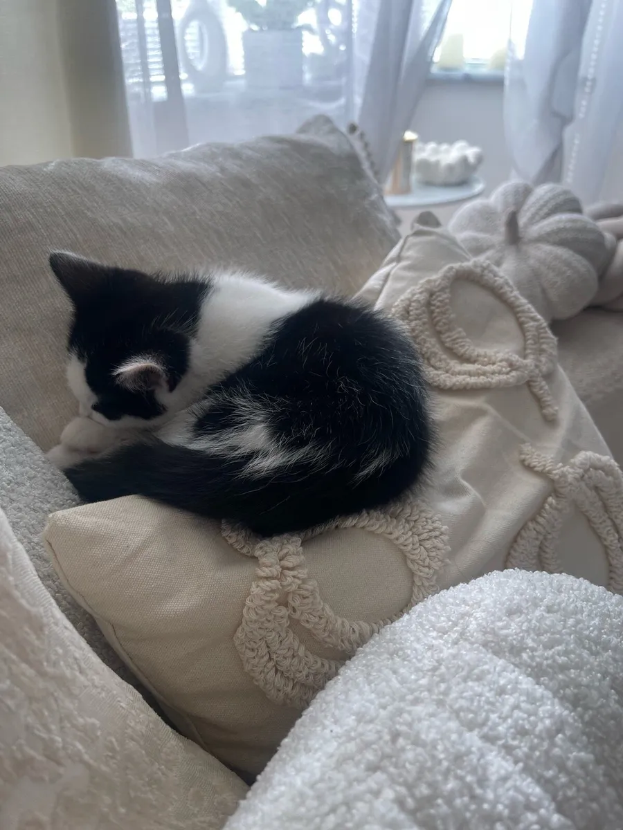 Kitten - Image 2
