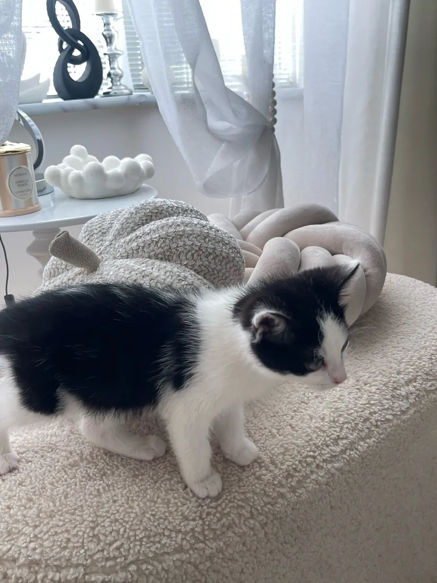 Kitten - Image 3