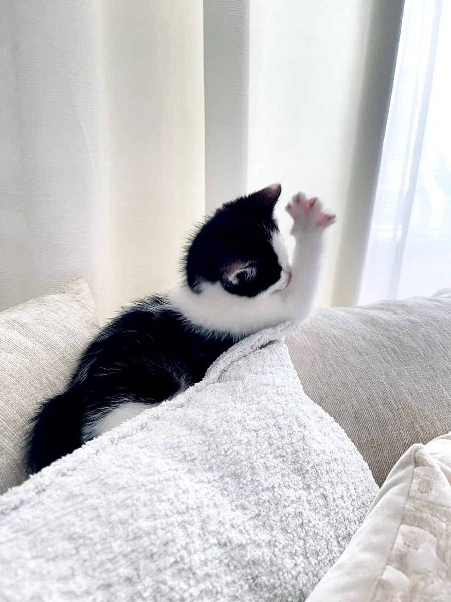 Kitten - Image 1
