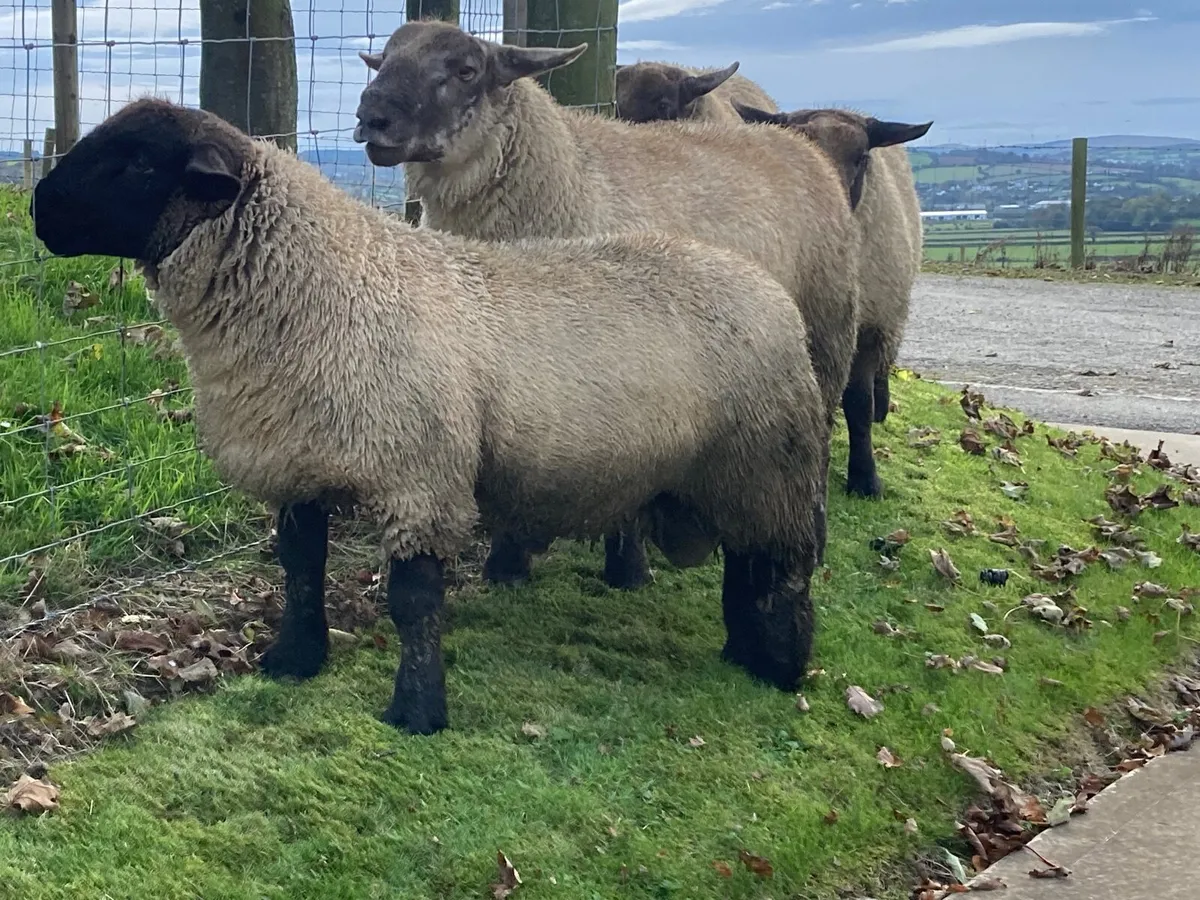 Rams - Image 2