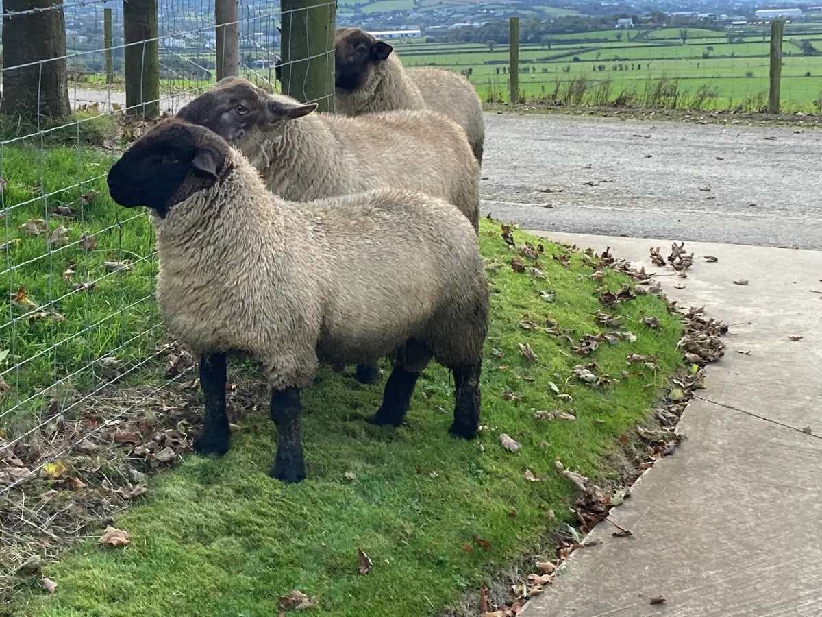 Rams - Image 3