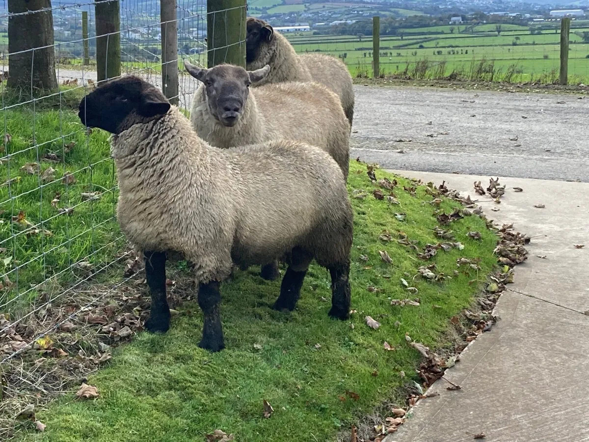 Rams - Image 1