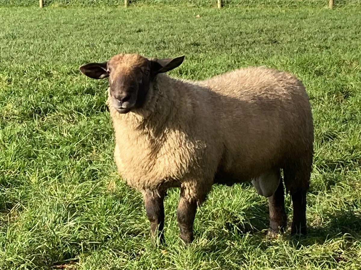 Rams - Image 4