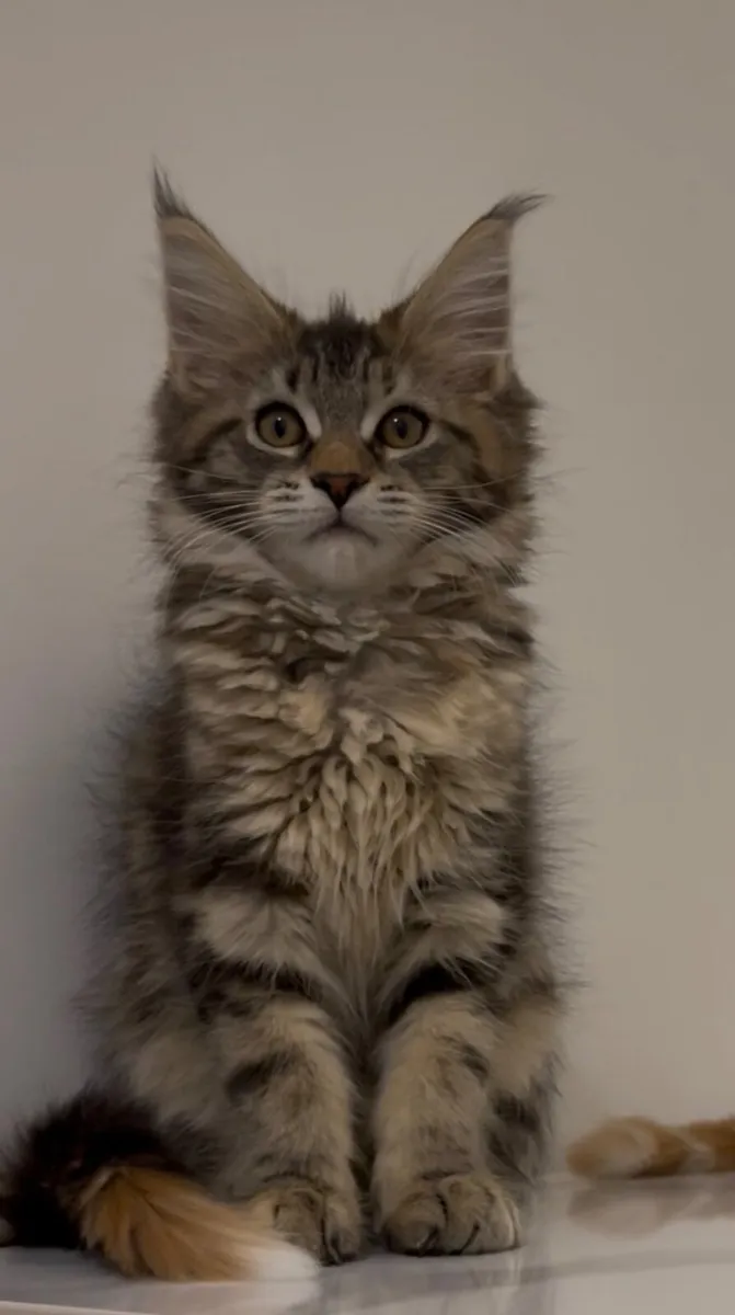 Maine Coone kittens - Image 1