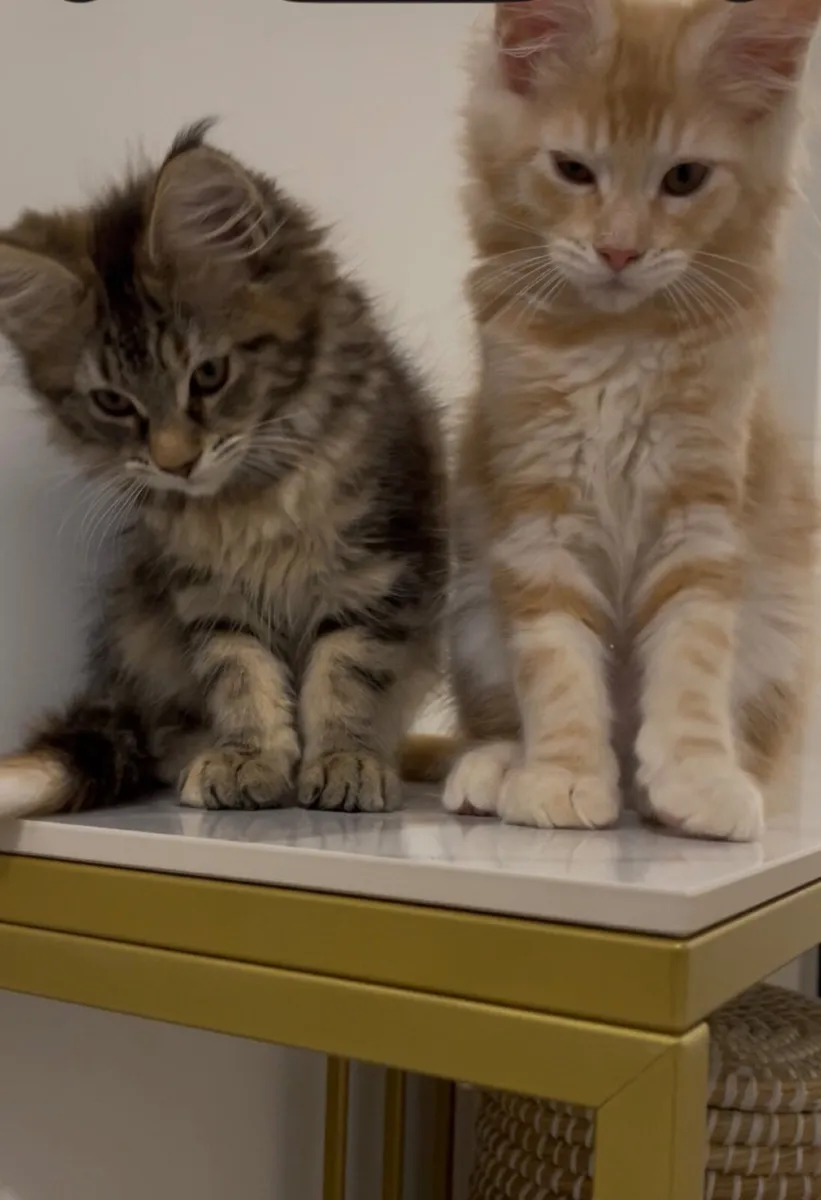 Maine Coone kittens - Image 2