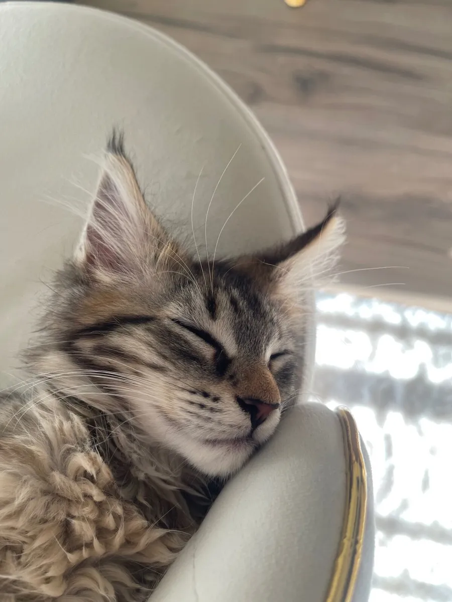 Maine Coone kittens - Image 3