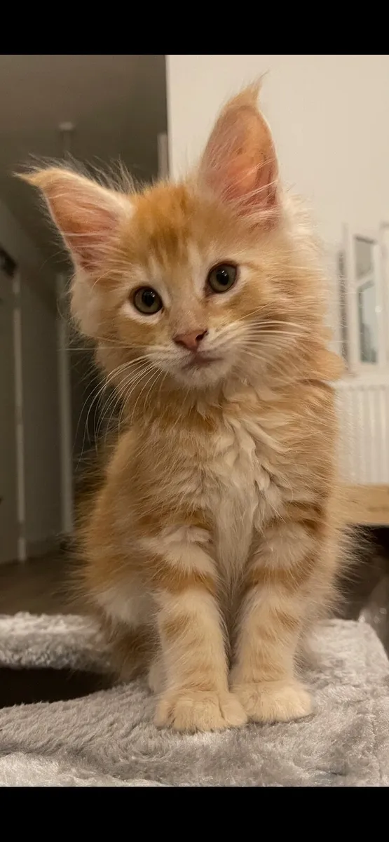 Maine Coone kitten - Image 3