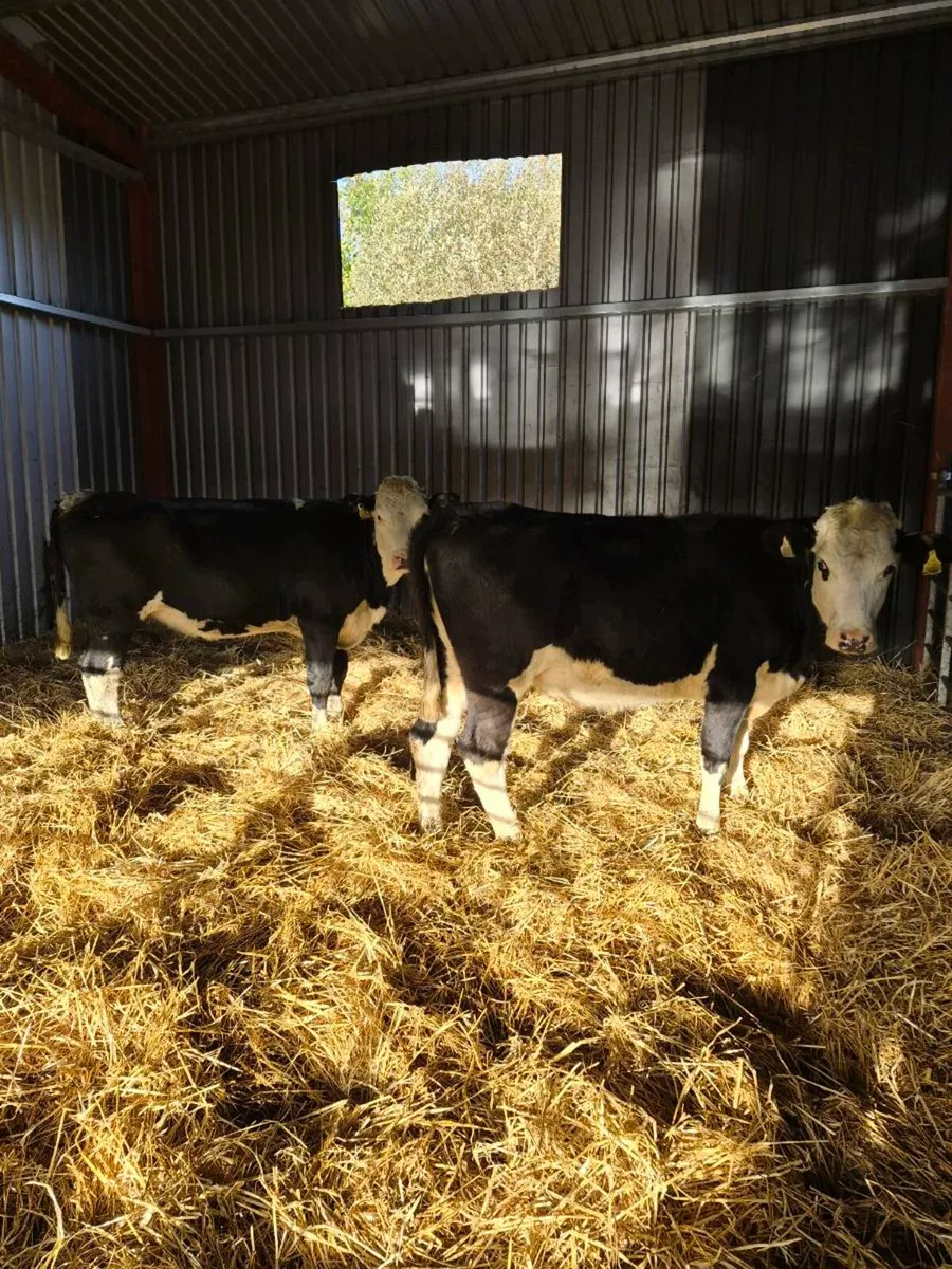 Angus and hereford Heifers - Image 2