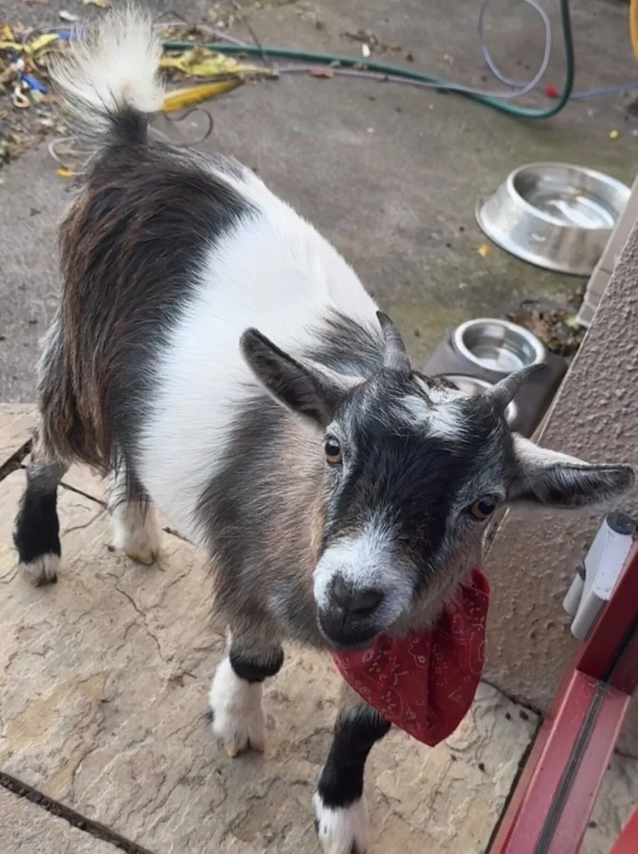 Goat - Image 1