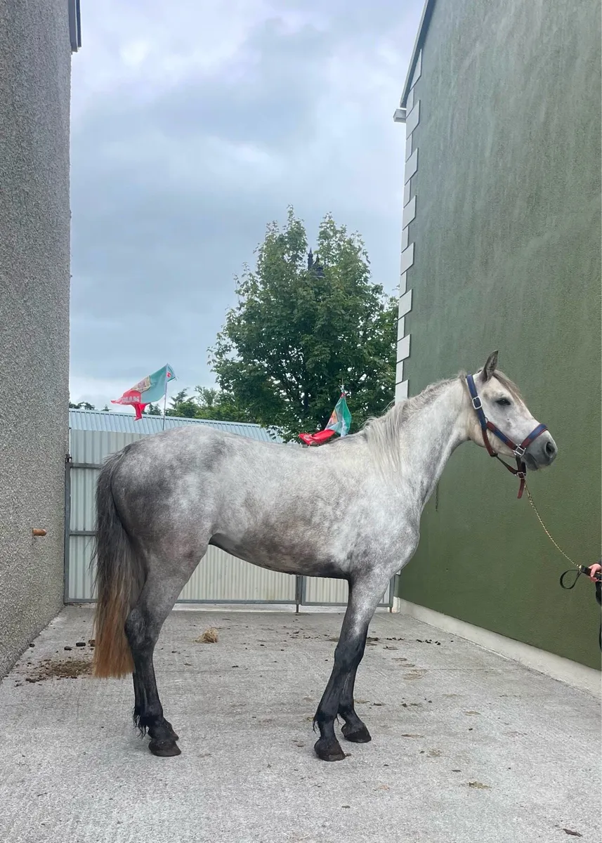 Super Connemara Gelding - Image 1
