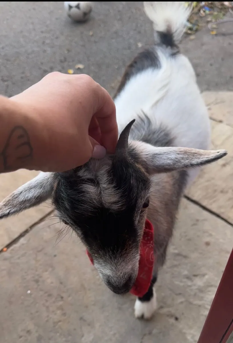 Goat - Image 2