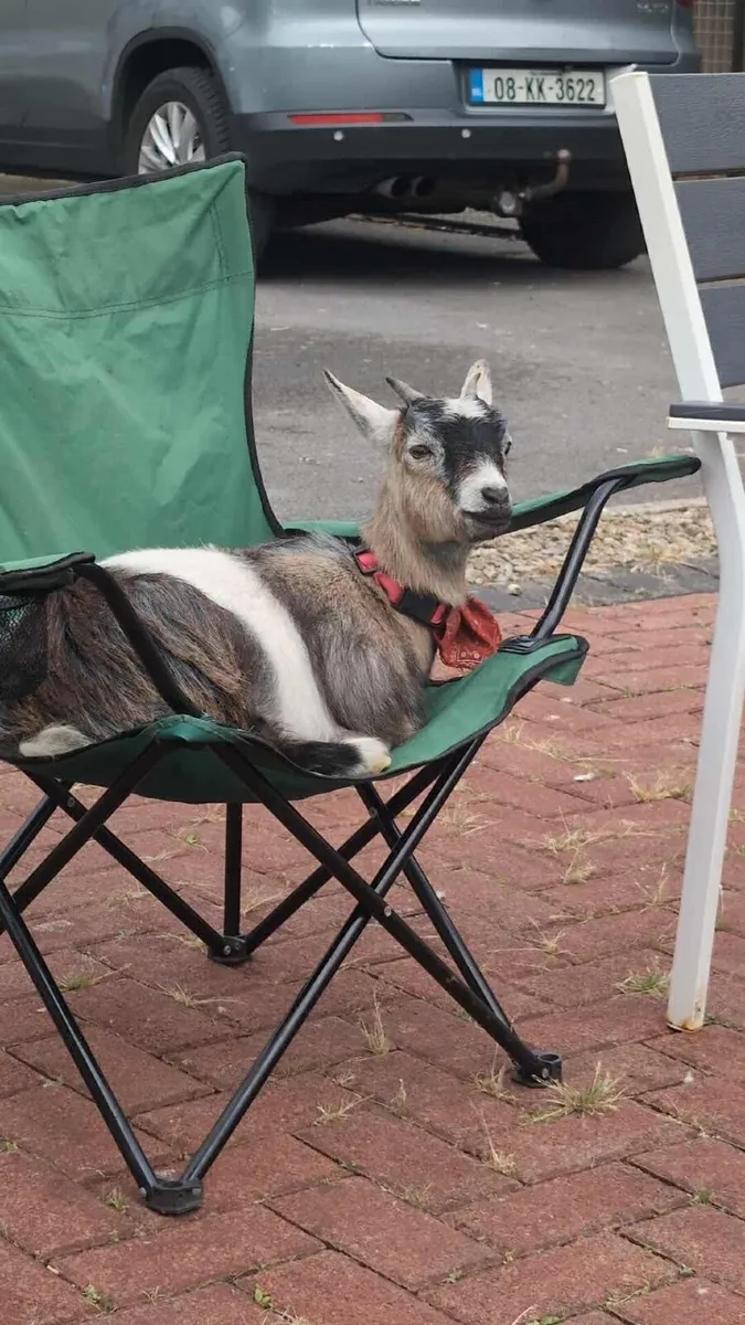 Goat - Image 3