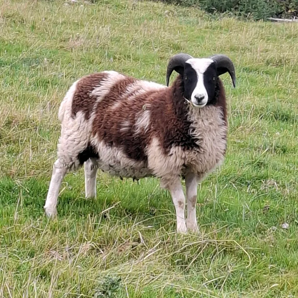 Jacob ewe lambs and ram lambs - Image 4