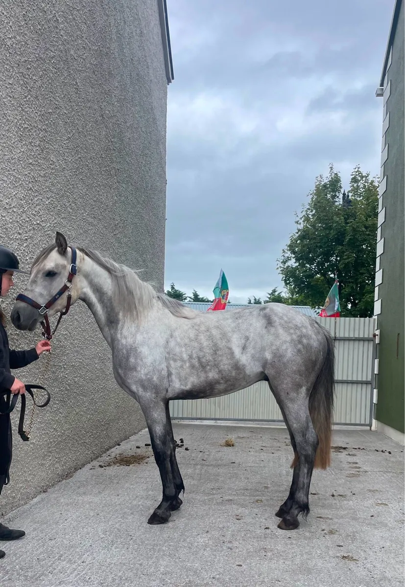 Super Connemara Gelding - Image 3