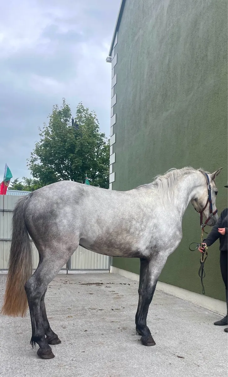 Super Connemara Gelding - Image 4