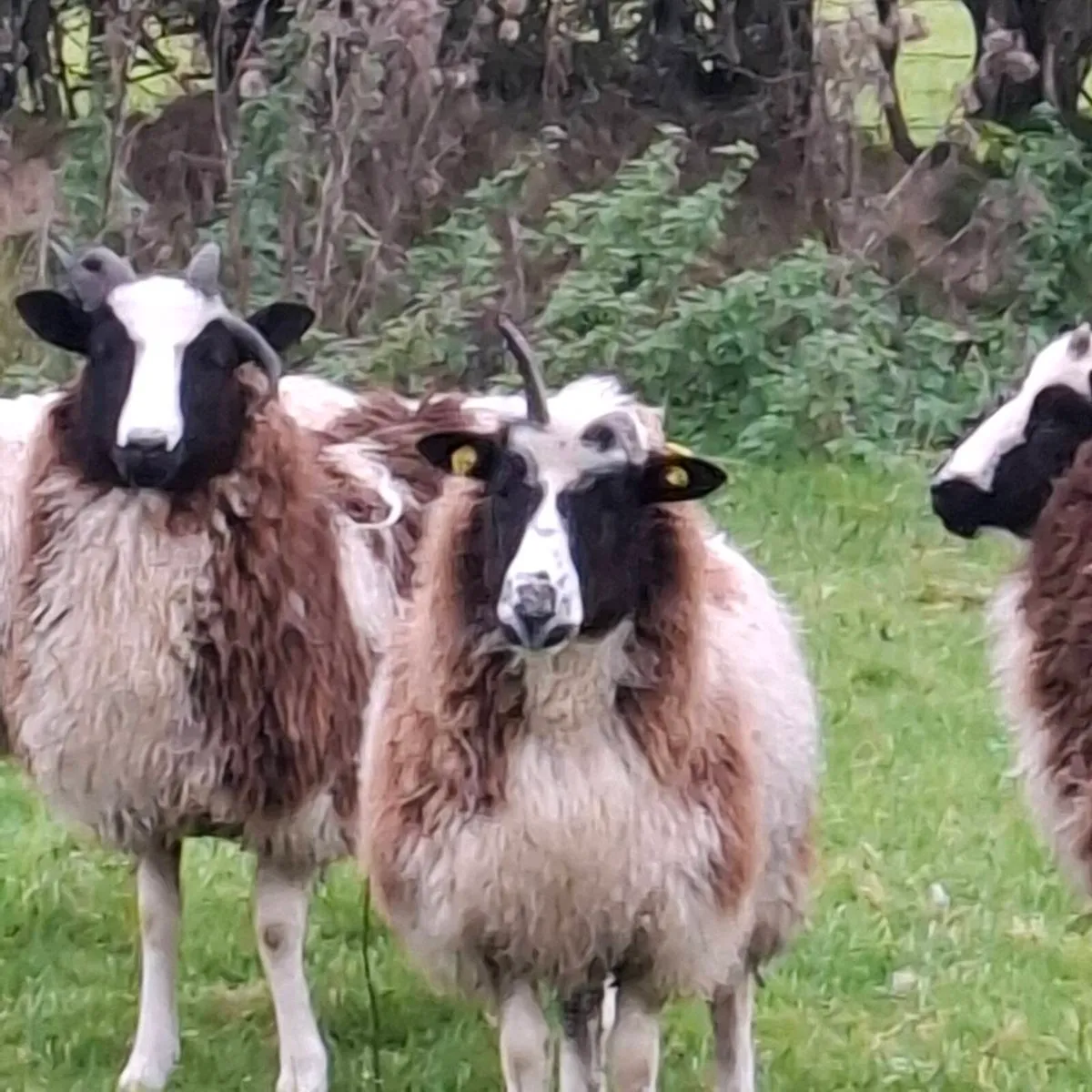 Jacob ewe lambs and ram lambs - Image 3