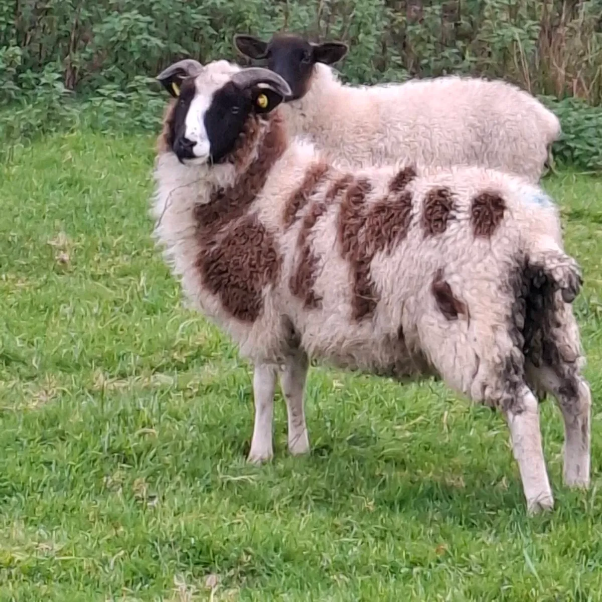 Jacob ewe lambs and ram lambs - Image 2