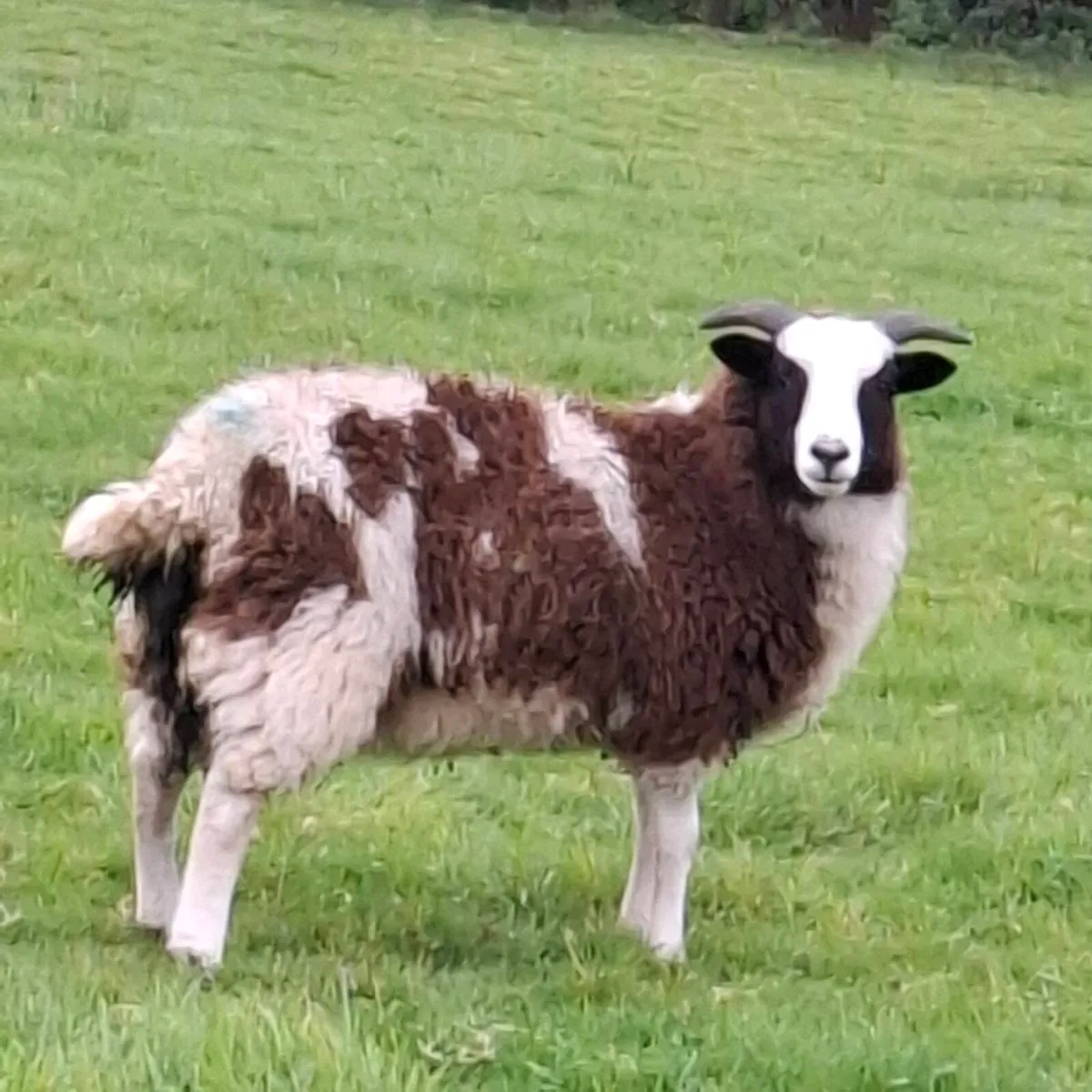 Jacob ewe lambs and ram lambs - Image 1