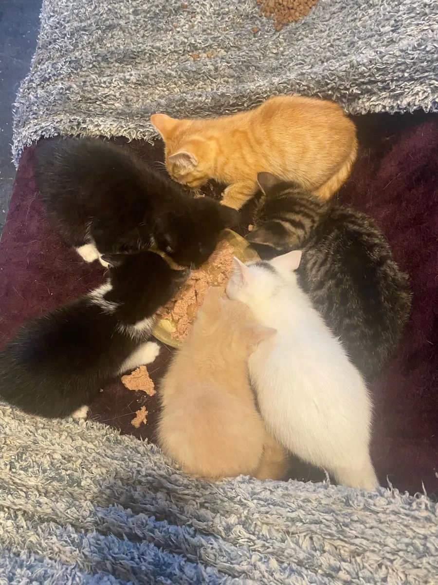 Cute kittens - Image 1