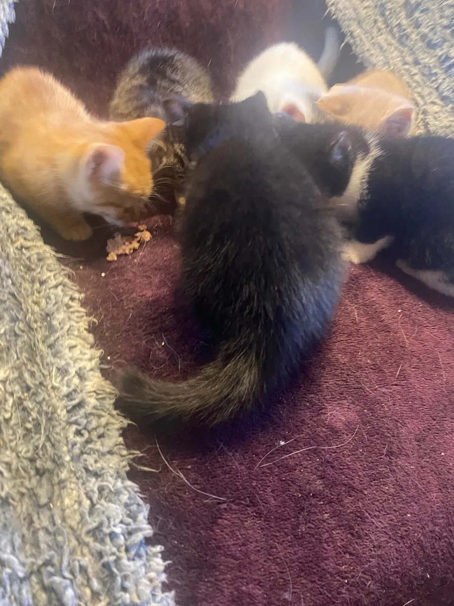 Cute kittens - Image 2
