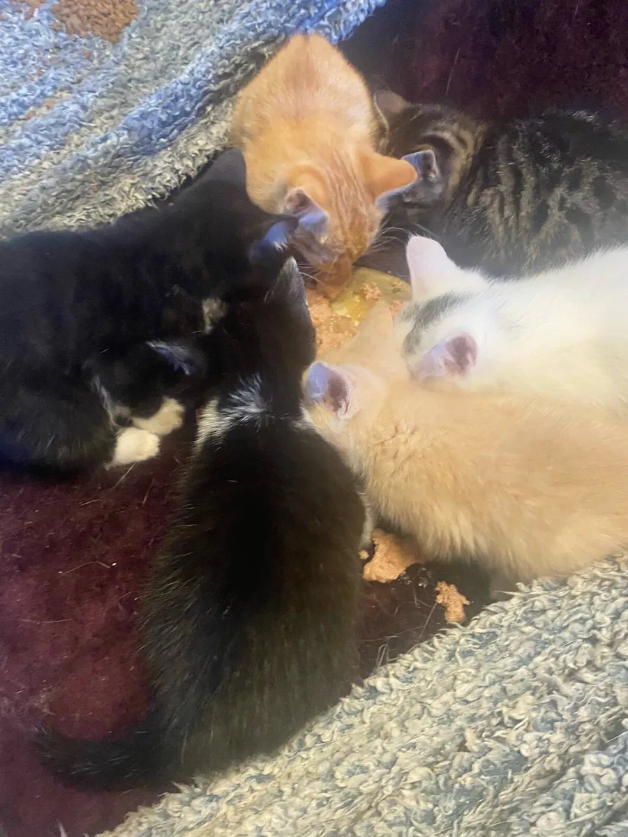 Cute kittens - Image 3