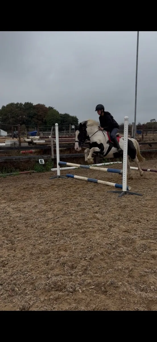 14.1hh 3 year old pony - Image 3
