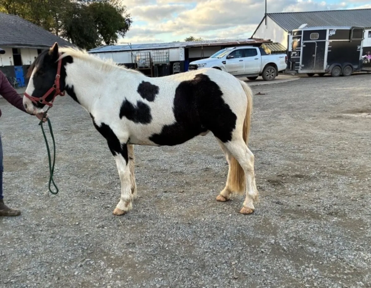 14.1hh 3 year old pony - Image 1