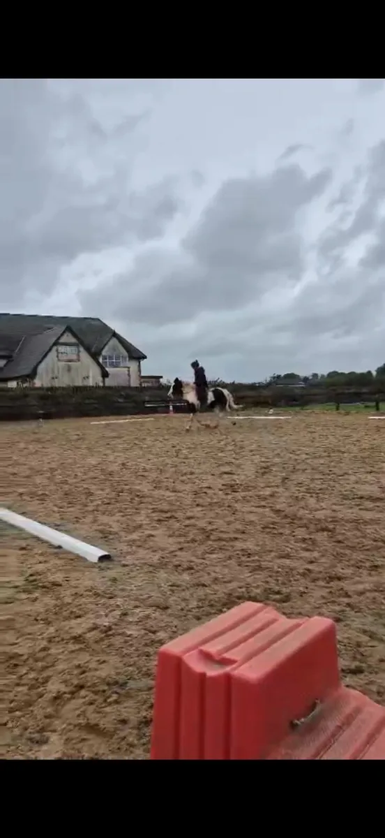 14.1hh 3 year old pony - Image 2