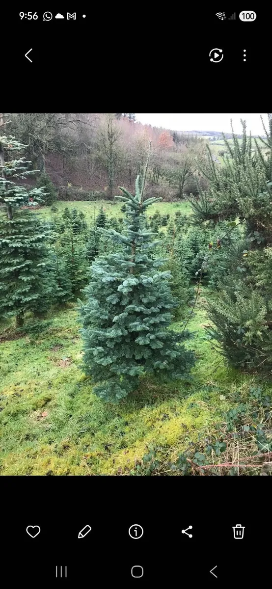CHRISTMAS TREE CROP FOR SALE - BUYER TO HARVEST - Image 1