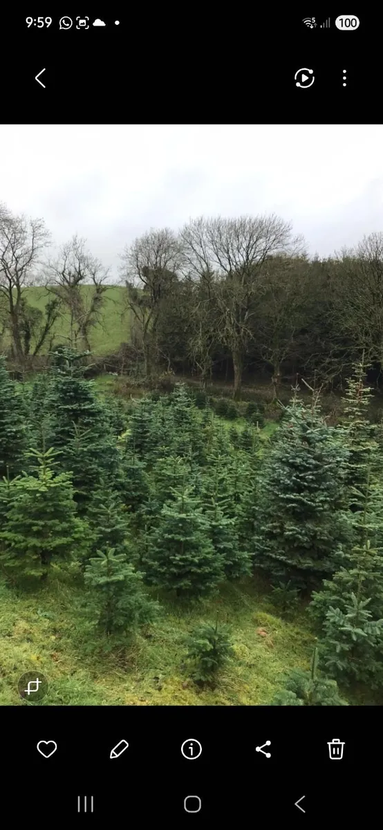CHRISTMAS TREE CROP FOR SALE - BUYER TO HARVEST - Image 2
