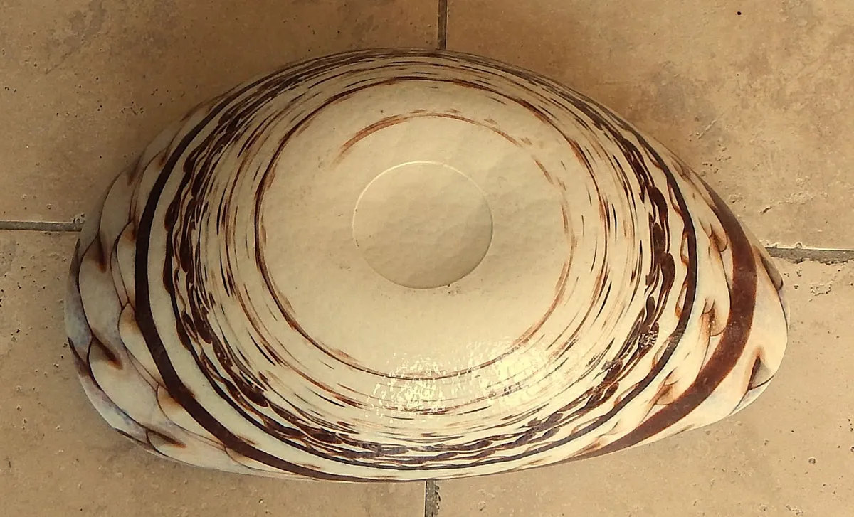 Large Folded Iridescent Glass Sea Shell Bowl - Image 2