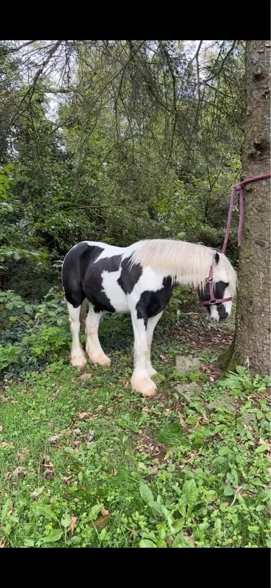 Gelding pony - Image 1