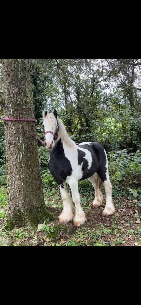 Gelding pony - Image 2