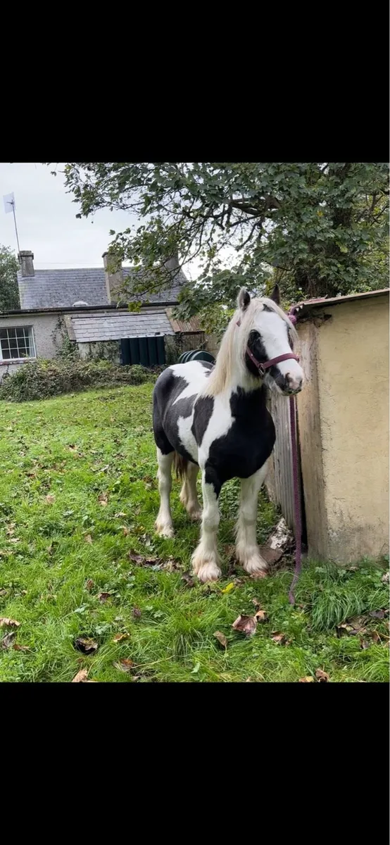 Gelding pony - Image 3