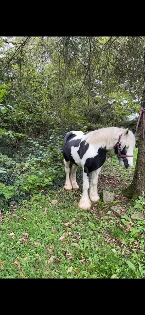 Gelding pony - Image 4