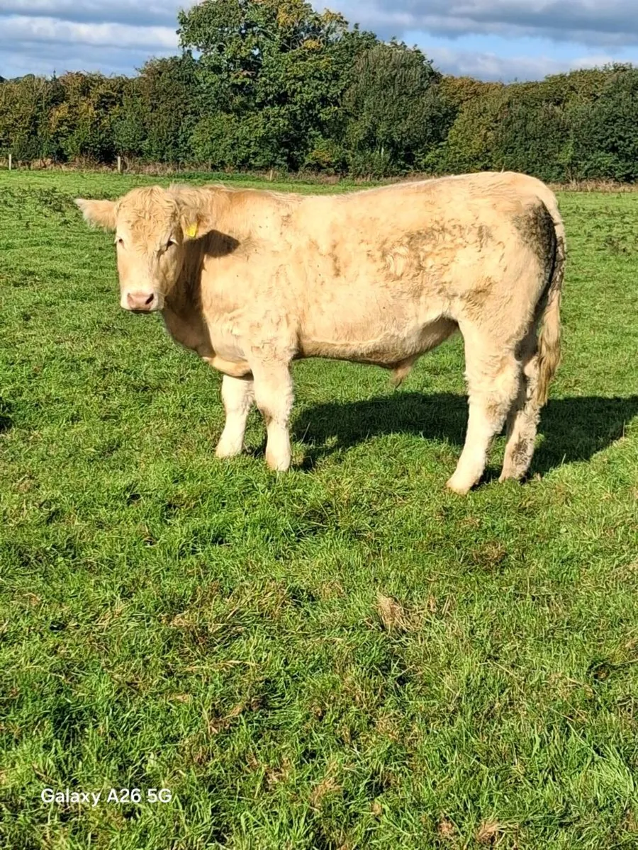 CHARLIE BULLOCKS - Image 1