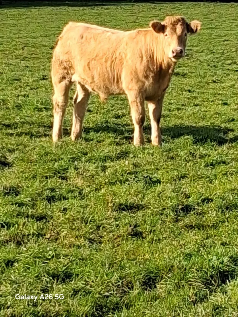 CHARLIE BULLOCKS - Image 2