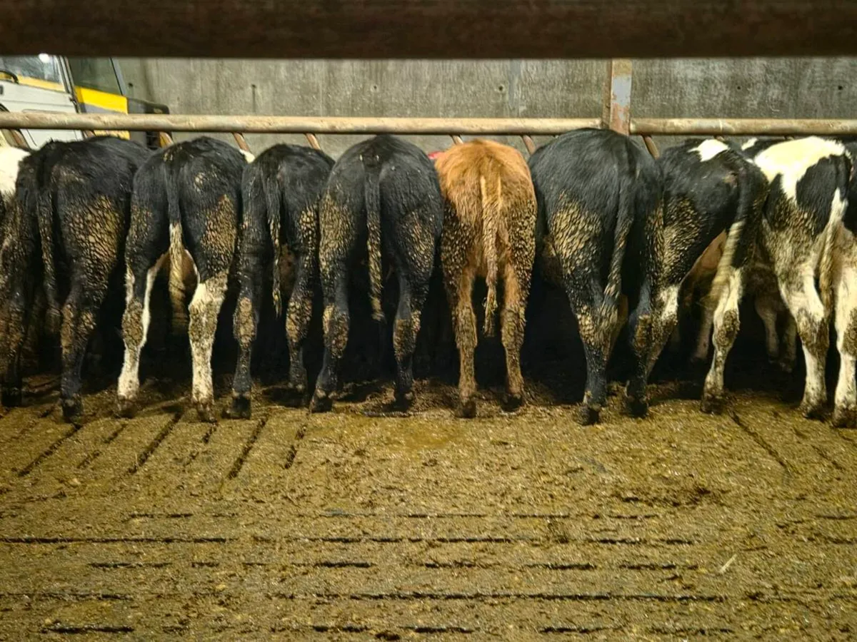 Weanling Bulls & Heifers - Image 2