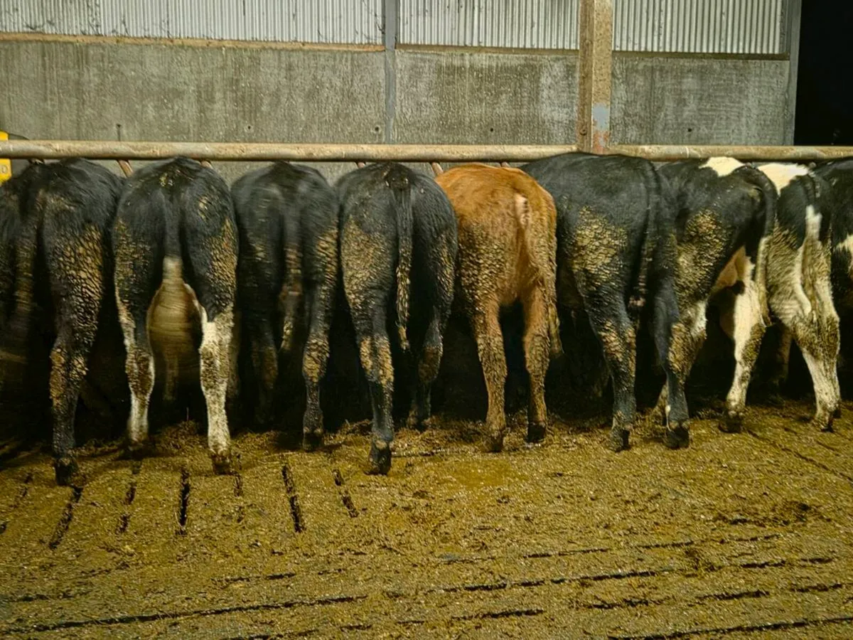 Weanling Bulls & Heifers - Image 1