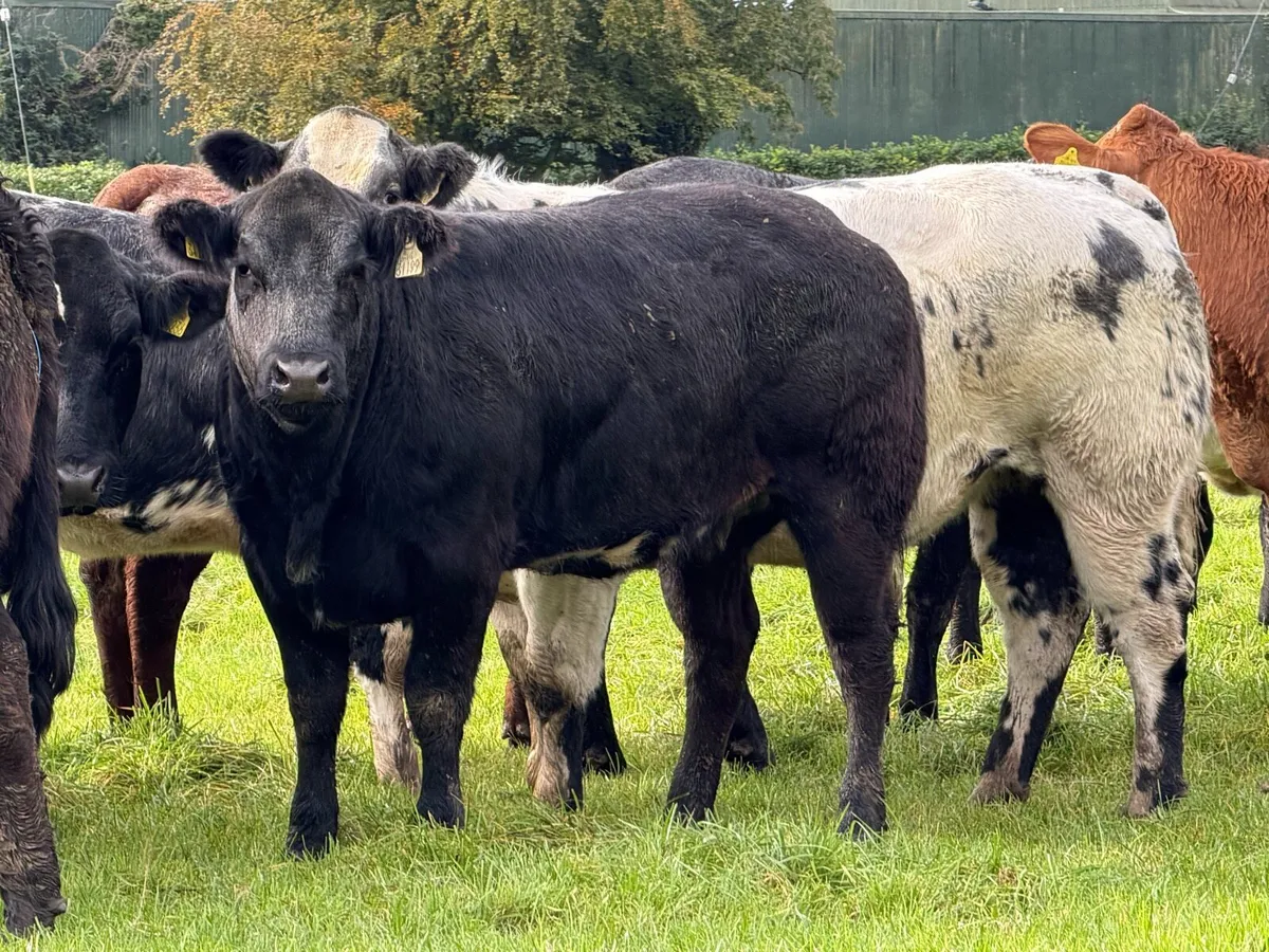 15 super breeding heifers for tullamore mart 26th - Image 1