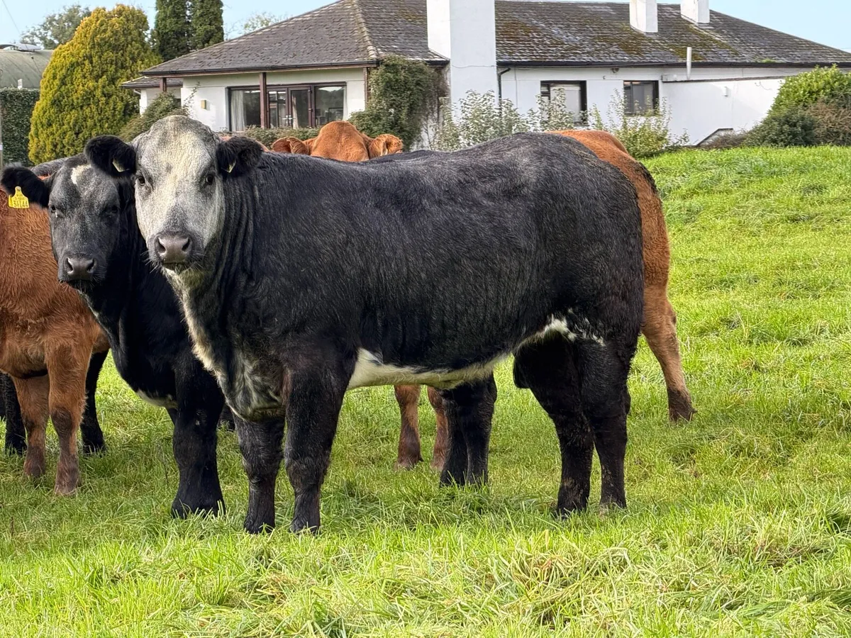 15 super breeding heifers for tullamore mart 26th - Image 2