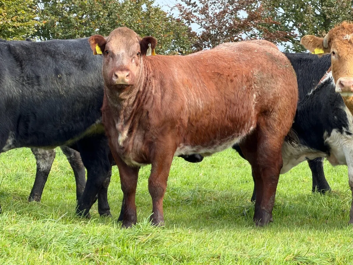 15 super breeding heifers for tullamore mart 26th - Image 3
