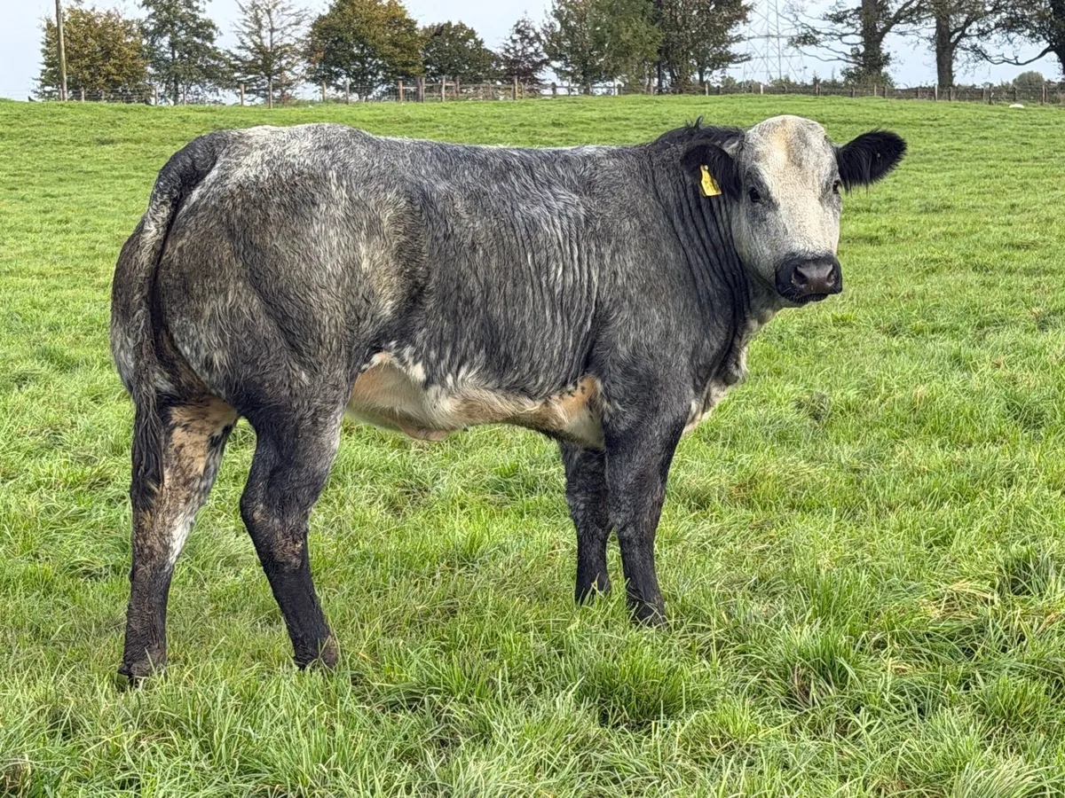 15 super breeding heifers for tullamore mart 26th - Image 4