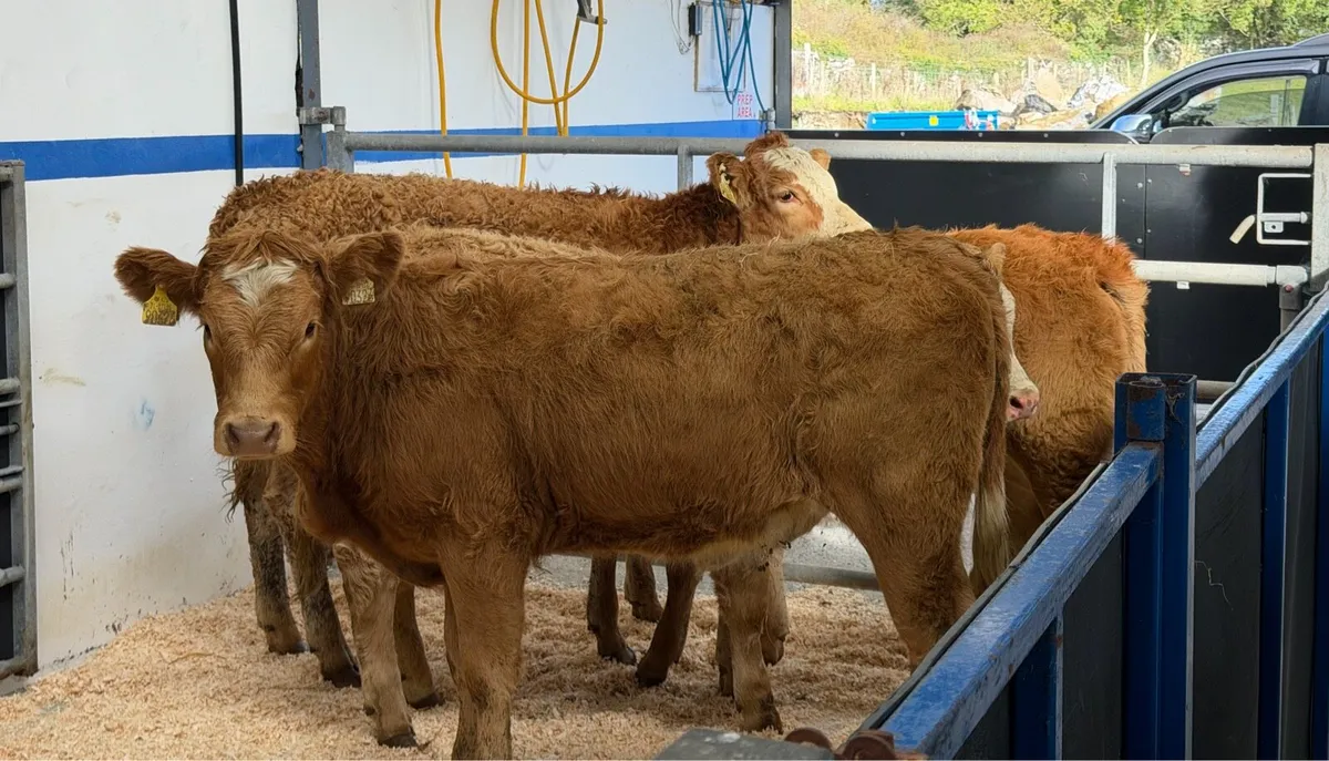 🔴4 Limousine Heifer Weanling🔴 - Image 2