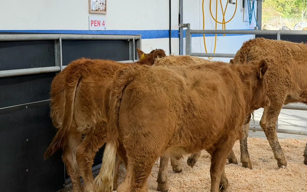 🔴4 Limousine Heifer Weanling🔴 - Image 3