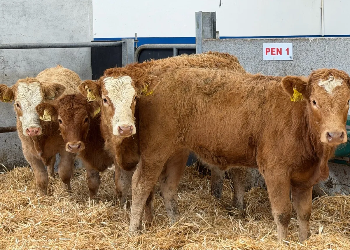 🔴4 Limousine Heifer Weanling🔴 - Image 4