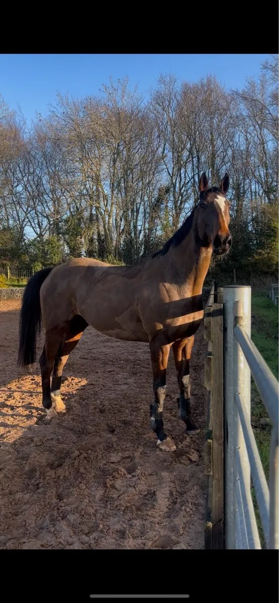 TB gelding - Image 1