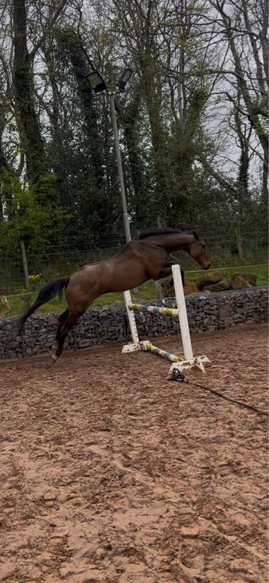 TB gelding - Image 2