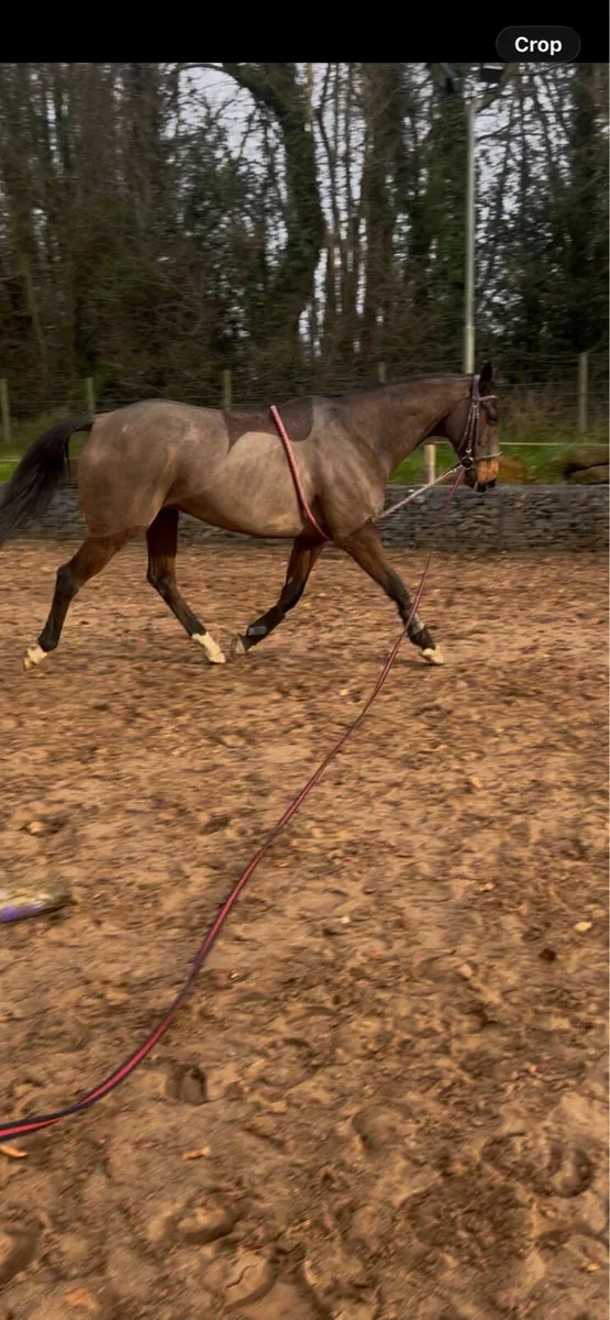 TB gelding - Image 3