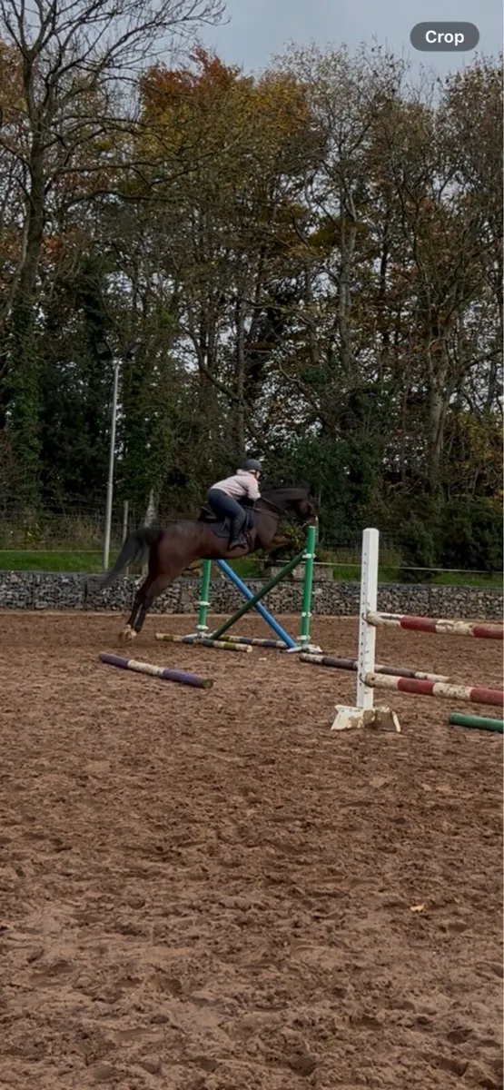 TB gelding - Image 4
